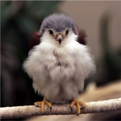 http://www.cutestpaw.com/images/baby-falcon/