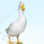 aflac_duck1