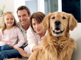 family-dog