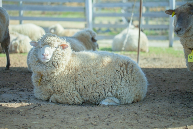羊をペットとして飼うことは出来る 1頭の価格や飼育費用の目安は Petty ペッティ