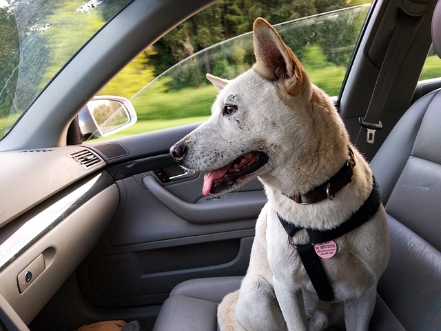 犬を車の助手席に乗せるときは足元 シートベルトは おすすめ便利グッズは Petty ペッティ